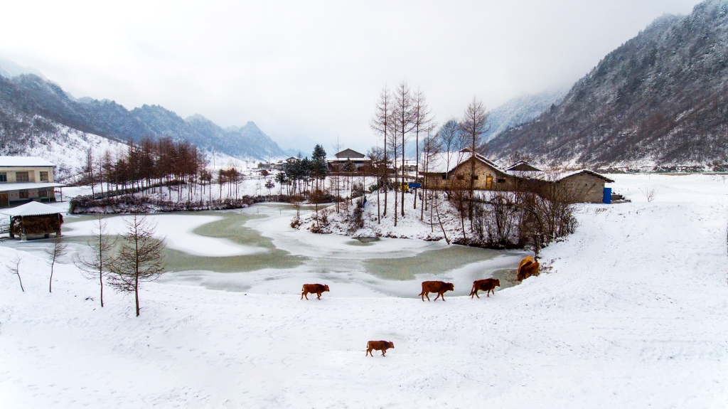 散养的黄牛在雪地上悠闲散步。巫溪县文旅委供图 华龙网发