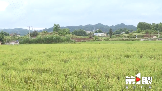 金秋九月 巴渝大地处处“丰”景如画5