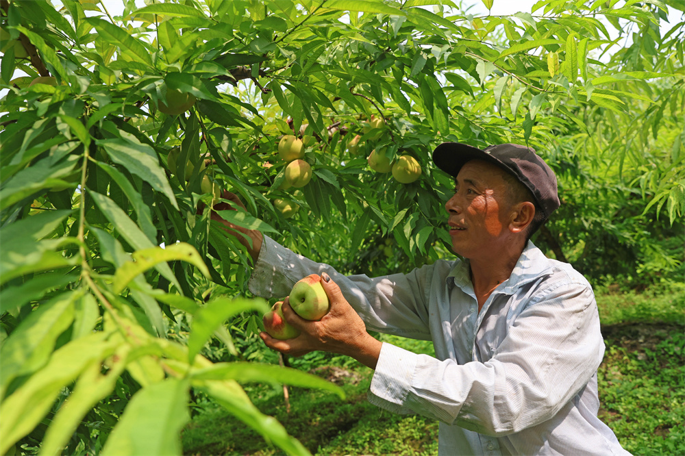 重庆彭水：鹰嘴蜜桃成熟 村民采摘乐1