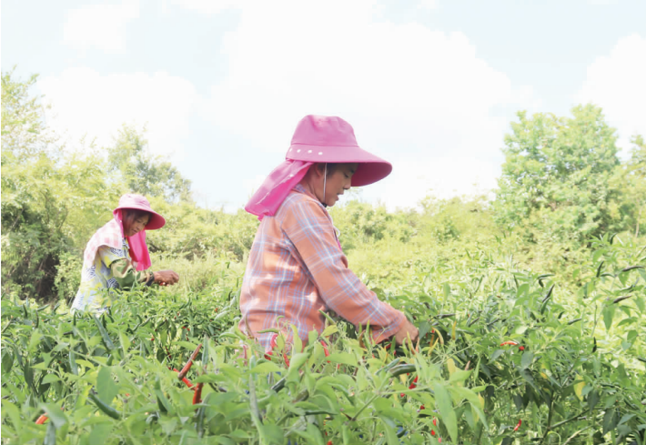 重庆彭水：辣椒种植“点燃”红火日子