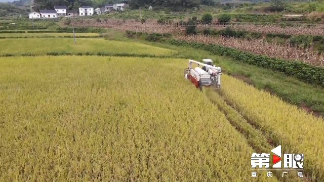 金秋九月 巴渝大地处处“丰”景如画2