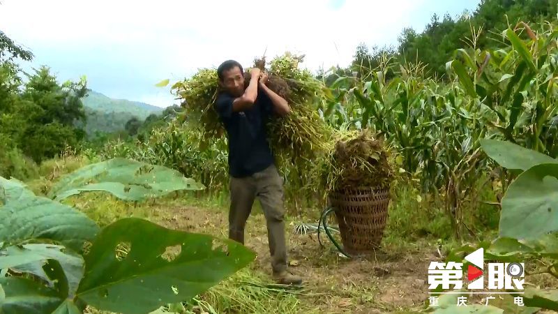 彭水：大豆玉米带状复合种植喜获双丰收1