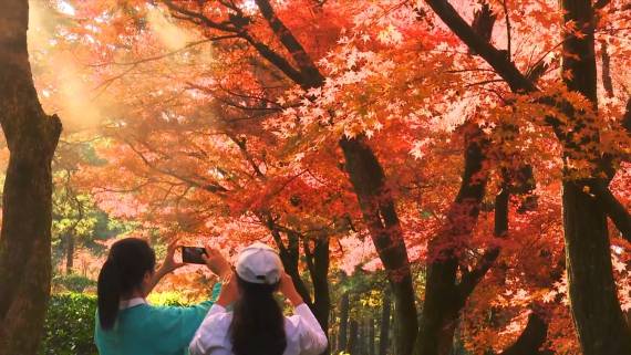 庐山花径：五彩流丹醉游客