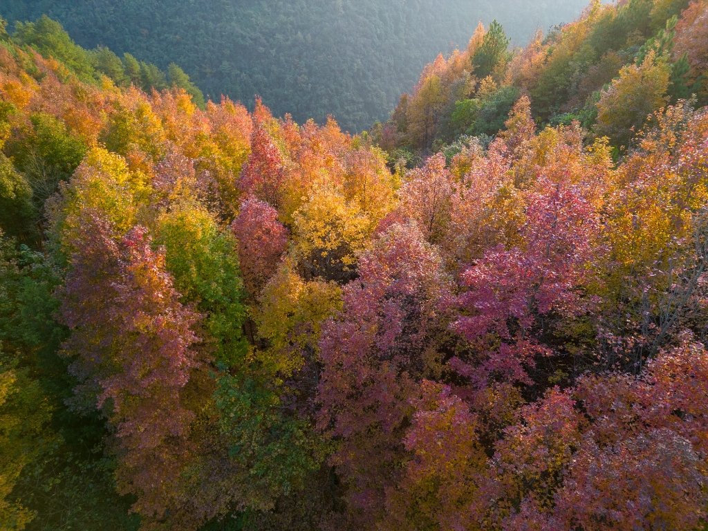 金佛山北坡图片