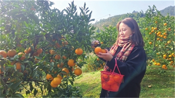位于礼让镇河川村的梁平区鑫瑞农场，游客在采摘蜜橘。记者 孙莎莎 摄