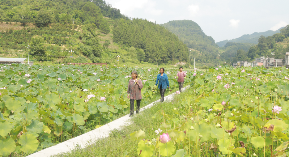 重庆彭水：荷花盛开引蜂来 莲子丰收采摘忙1