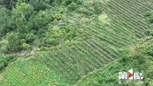 金秋九月 巴渝大地处处“丰”景如画9