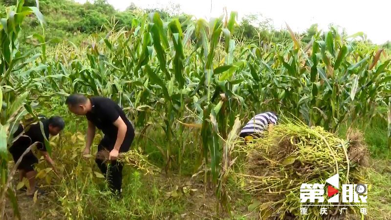 彭水：大豆玉米带状复合种植喜获双丰收3