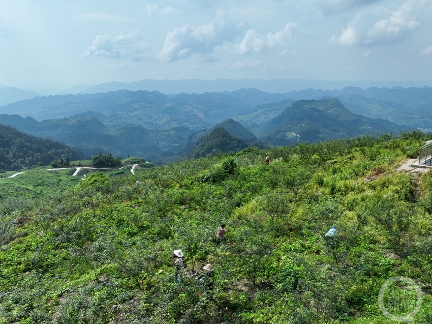 石漠化荒山种出致富花椒