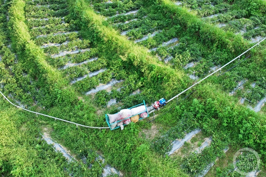 山地小火车 田间运输忙