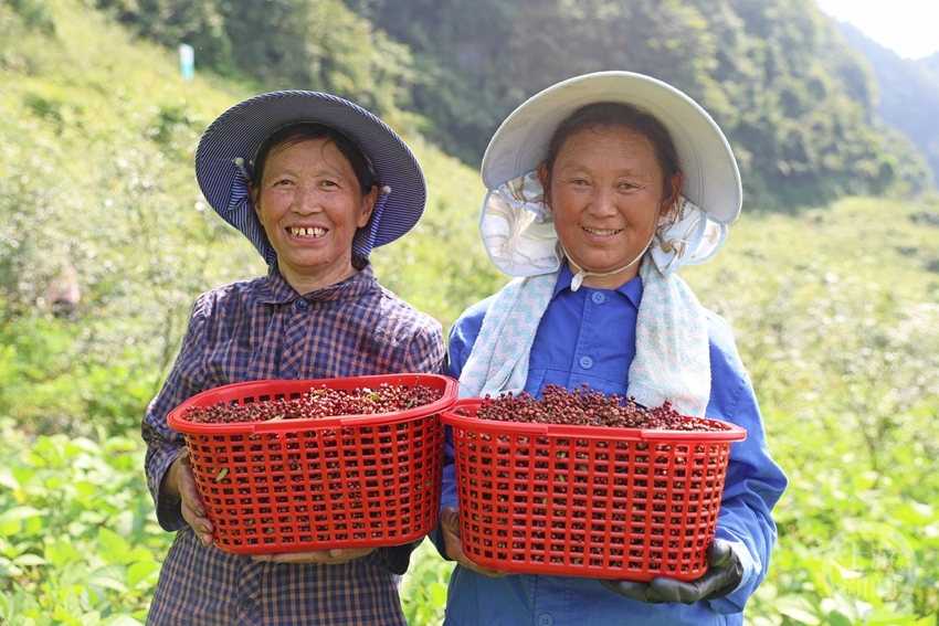 石漠化荒山种出致富花椒