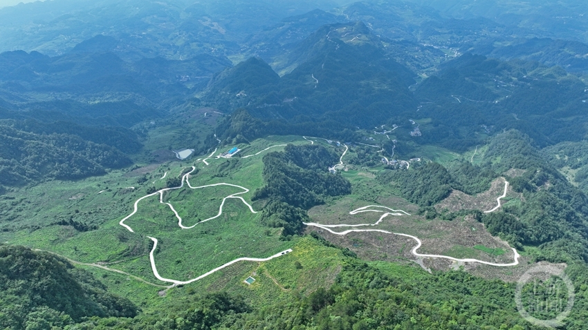 石漠化荒山种出致富花椒