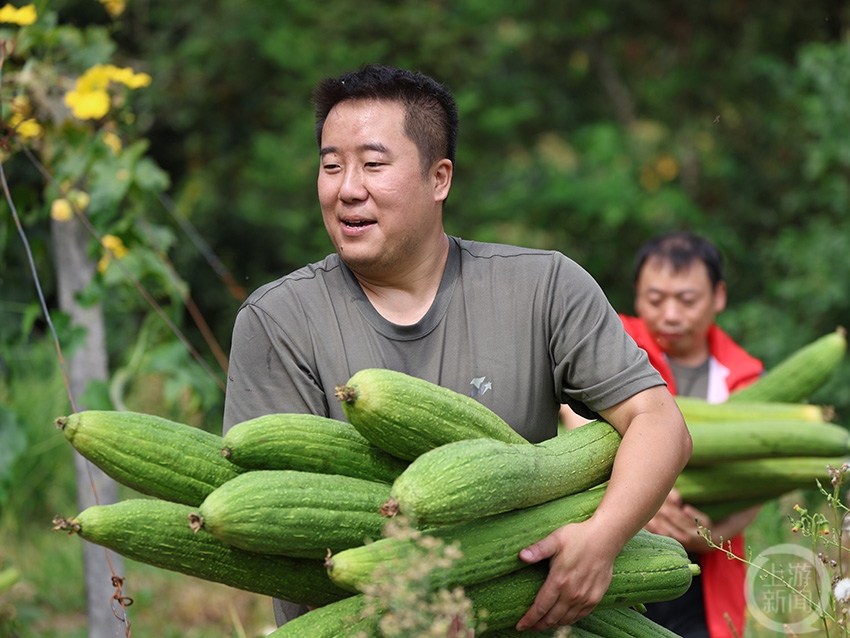 彭水：抢收丝瓜