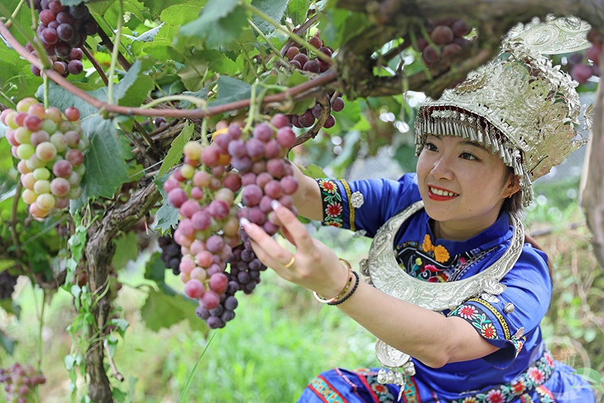 葡萄成熟采摘乐