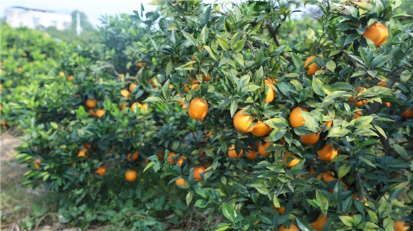 成熟的脐橙挂满枝头。璧山区委宣传部供图 华龙网发