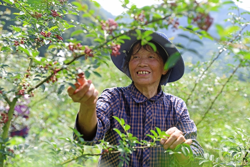 石漠化荒山种出致富花椒