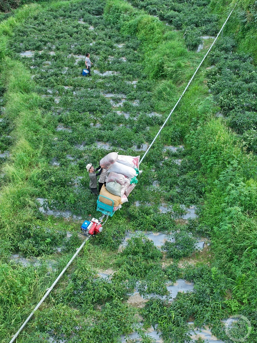 山地小火车 田间运输忙