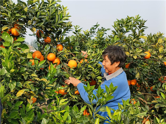 村民正在采摘脐橙。华龙网 邓晨曦 摄
