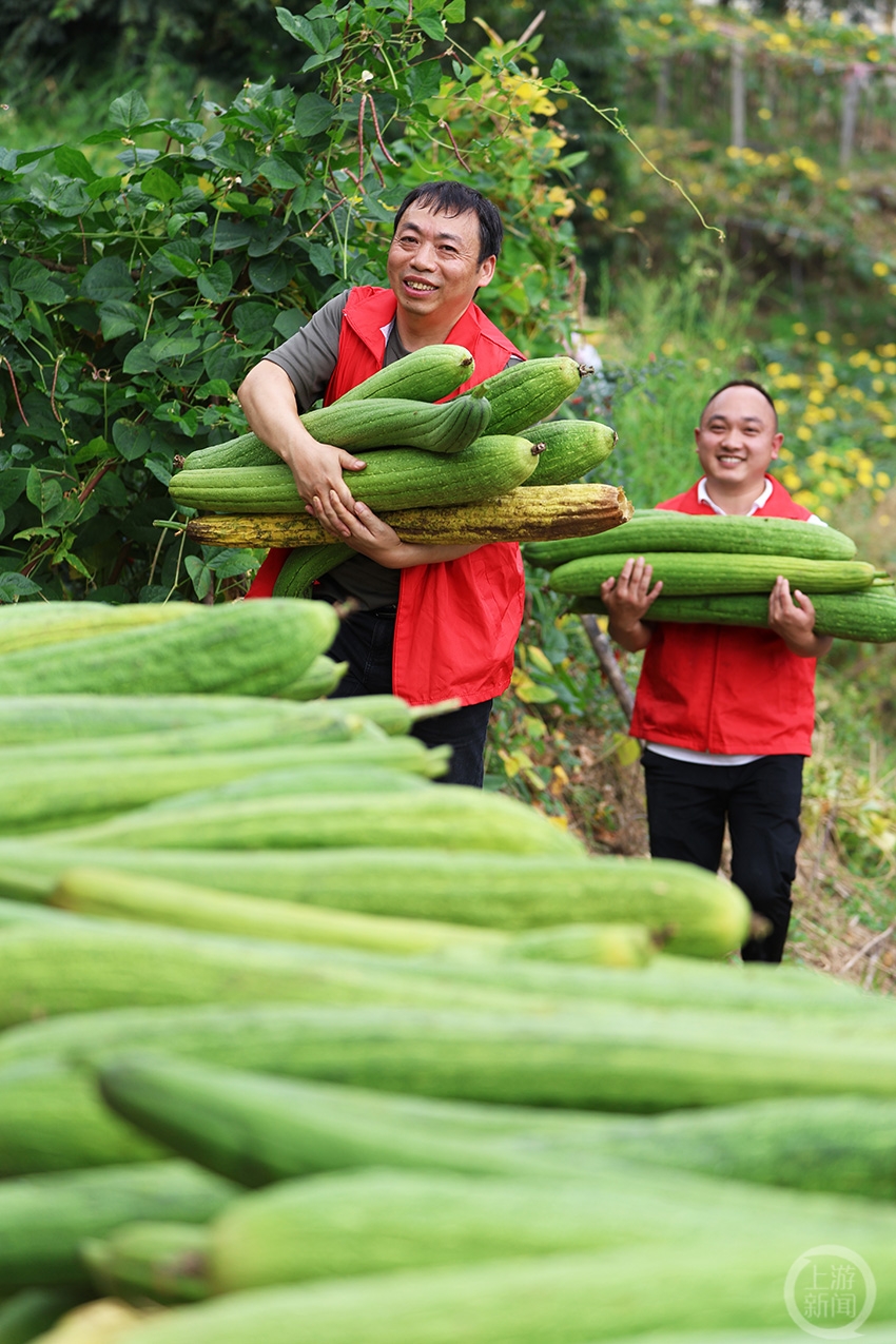 彭水：抢收丝瓜