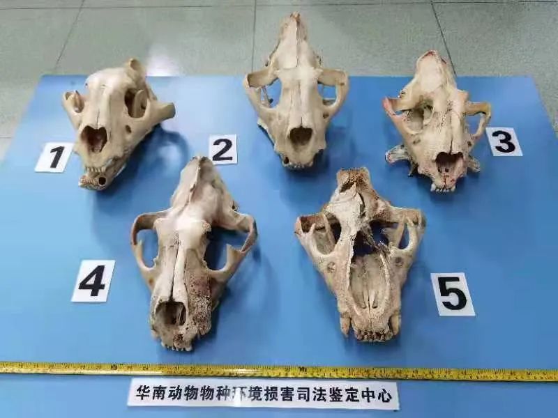 实验室主任为科研自费13万非法收购虎骨 诉还是不诉？1