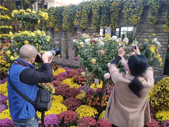 菊花展吸引了不少游客拍照。通讯员 范永根 摄