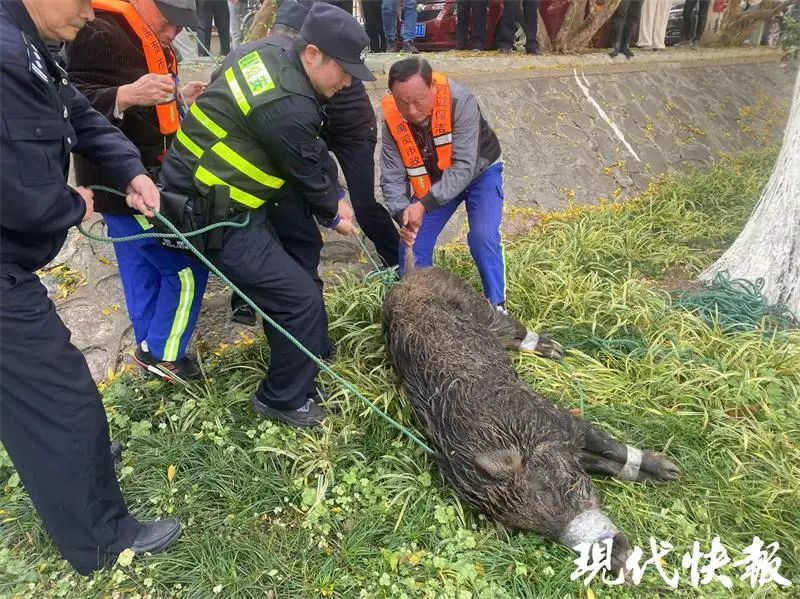 最新！南京“过江猛猪”呛水死了1