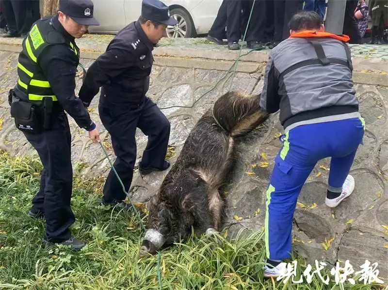 最新！南京“过江猛猪”呛水死了2