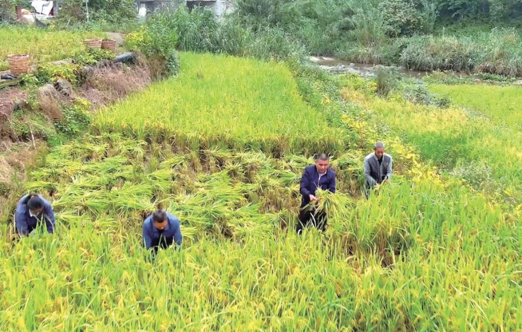 义和街道鸭子村村民收割再生稻。记者 夏雷 摄