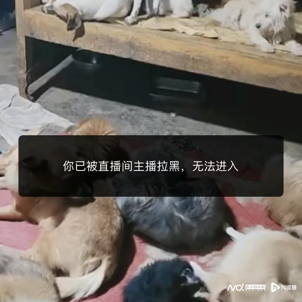 流浪狗直播骗局:录播循环放,爱心狗粮哪去了?一问就拉黑2