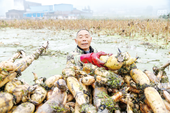 High yield of lotus roots (Photographed by Fu Zuoqiao)