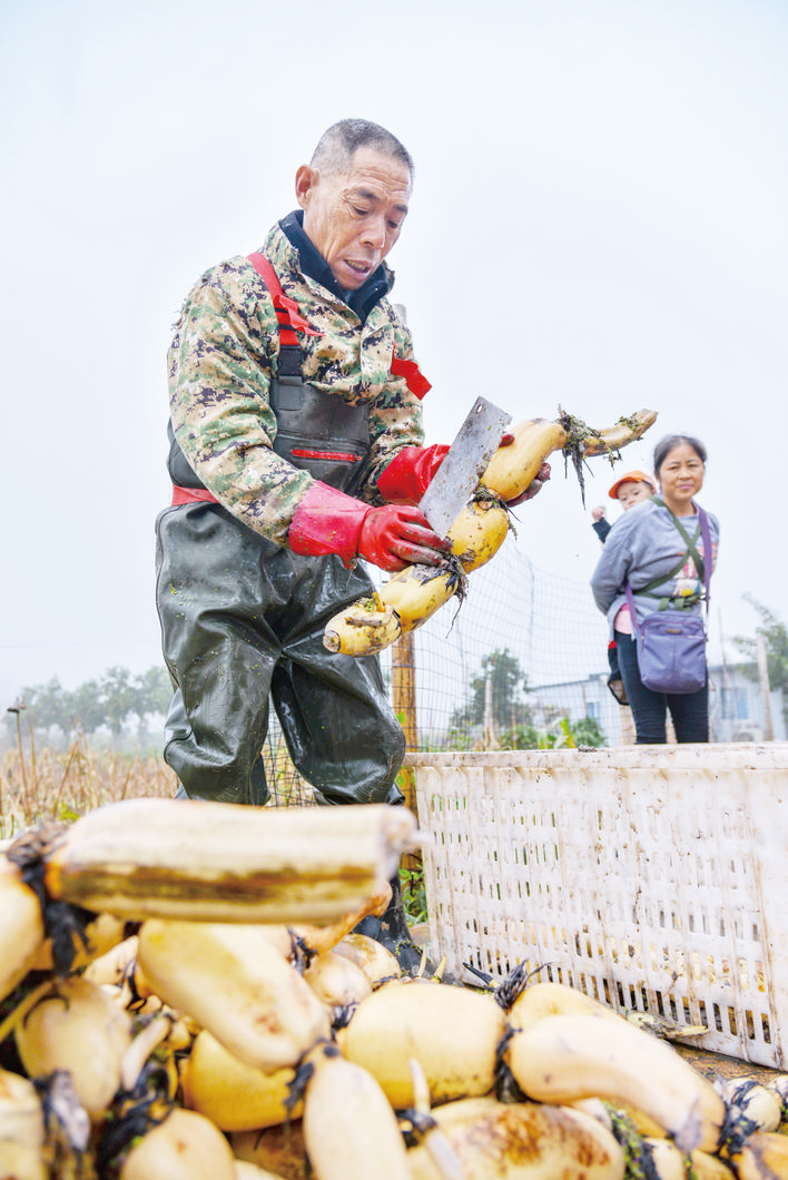 Farmers select lotus roots carefully. (Photographed by Fu Zuoqiao)