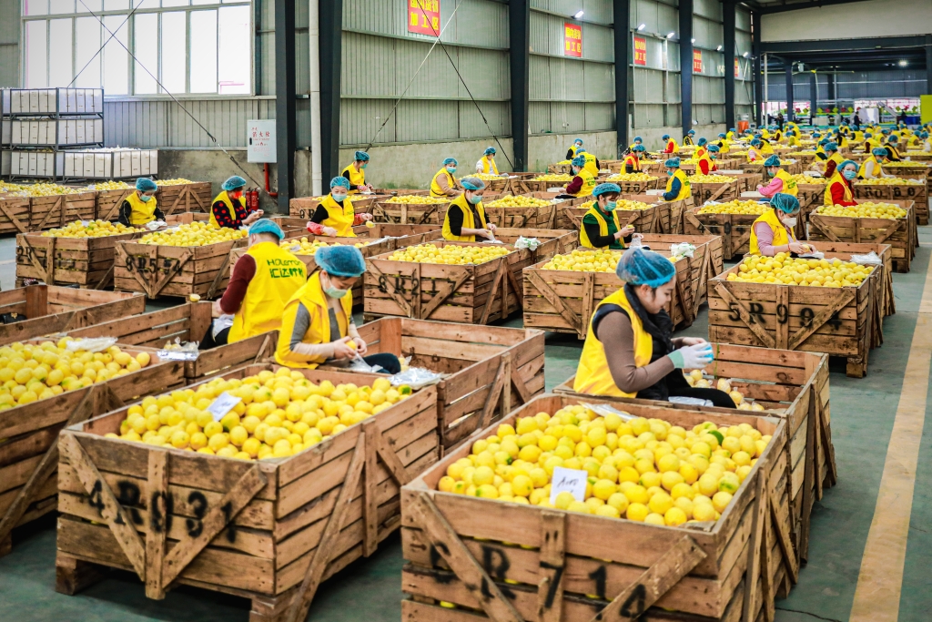 在柠檬企业车间，工人正在分拣柠檬鲜果。潼南融媒体中心供图 华龙网发