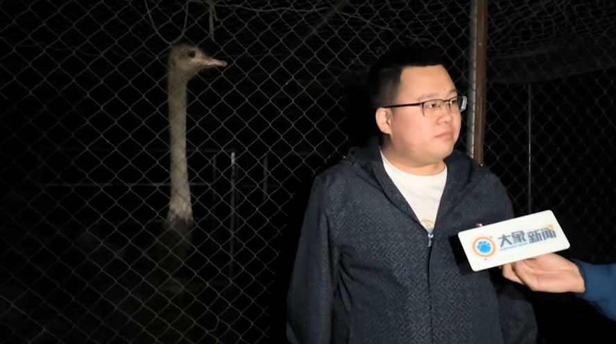 郑州街头狂奔的鸵鸟死亡？主人回应：正安抚情绪2