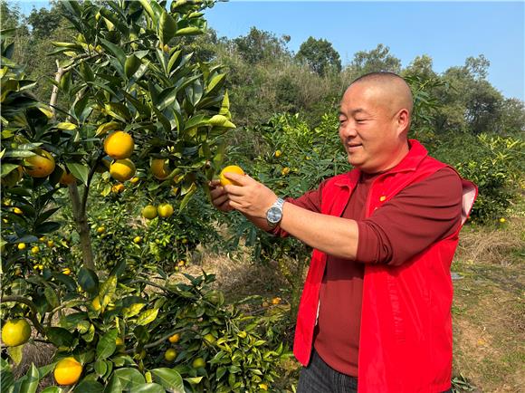 果实挂满枝头。白市驿镇供图