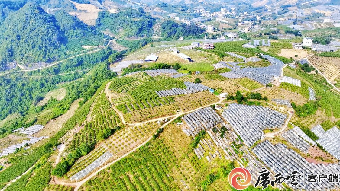阳朔县白沙镇:小小金桔成就“乡村特色产业十亿元镇”