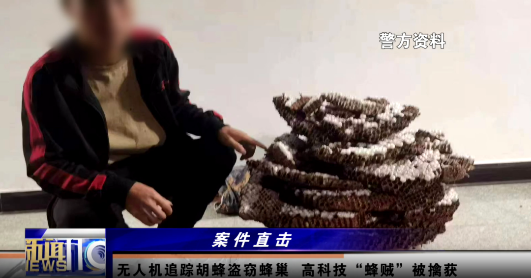 两男子偷价值4600余元胡蜂蜂巢被拘，用无人机追踪蜜蜂1