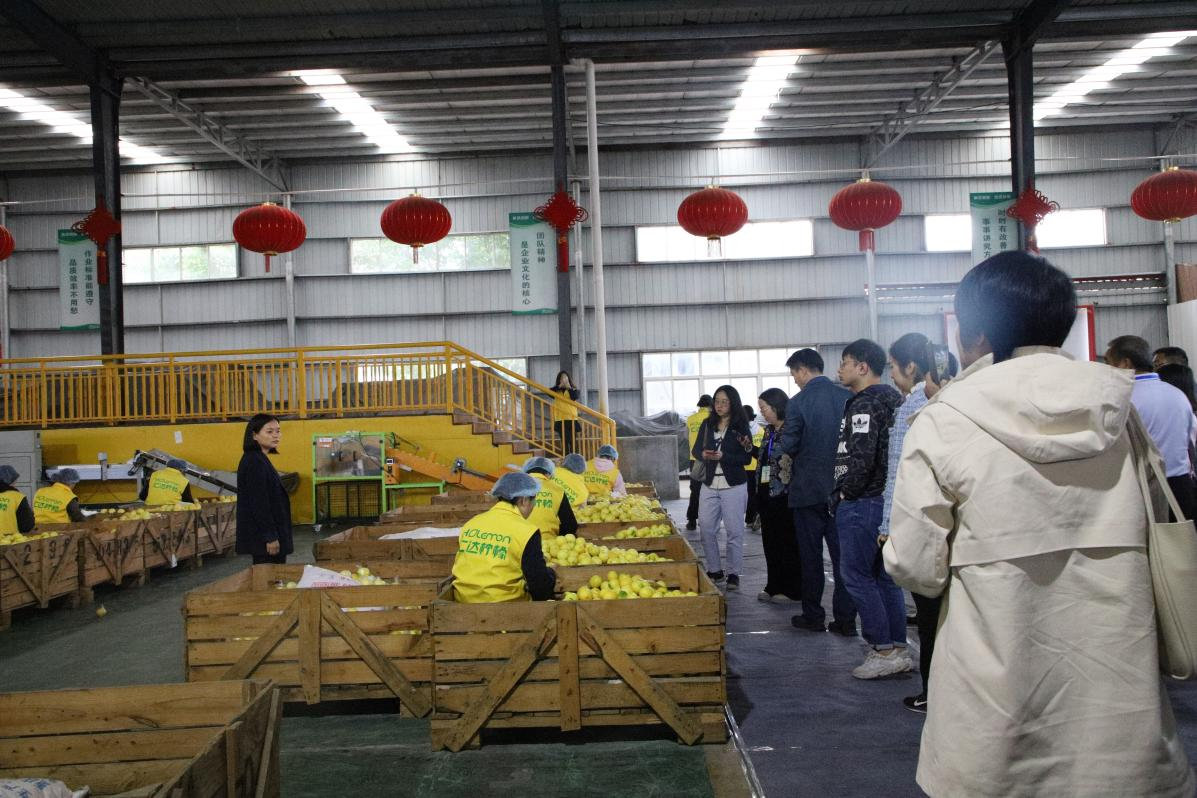 专家与全国媒体记者参观柠檬企业。潼南区委宣传部供图