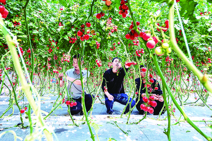 鲁渝（寿光）蔬菜现代产业园西红柿迎来丰收。开州区融媒体中心供图