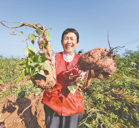 牌坊村村民展示从地里挖出来的大红薯。向娇 摄