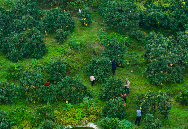 果农们忙着采收蜜柚。记者 刘纪湄 摄