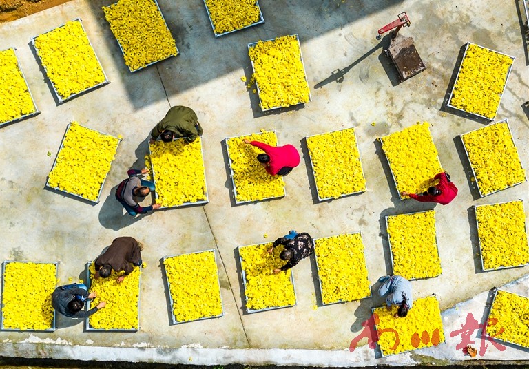 村民们将采摘好的鲜菊均匀地摆放在烘盘上。罗川 摄