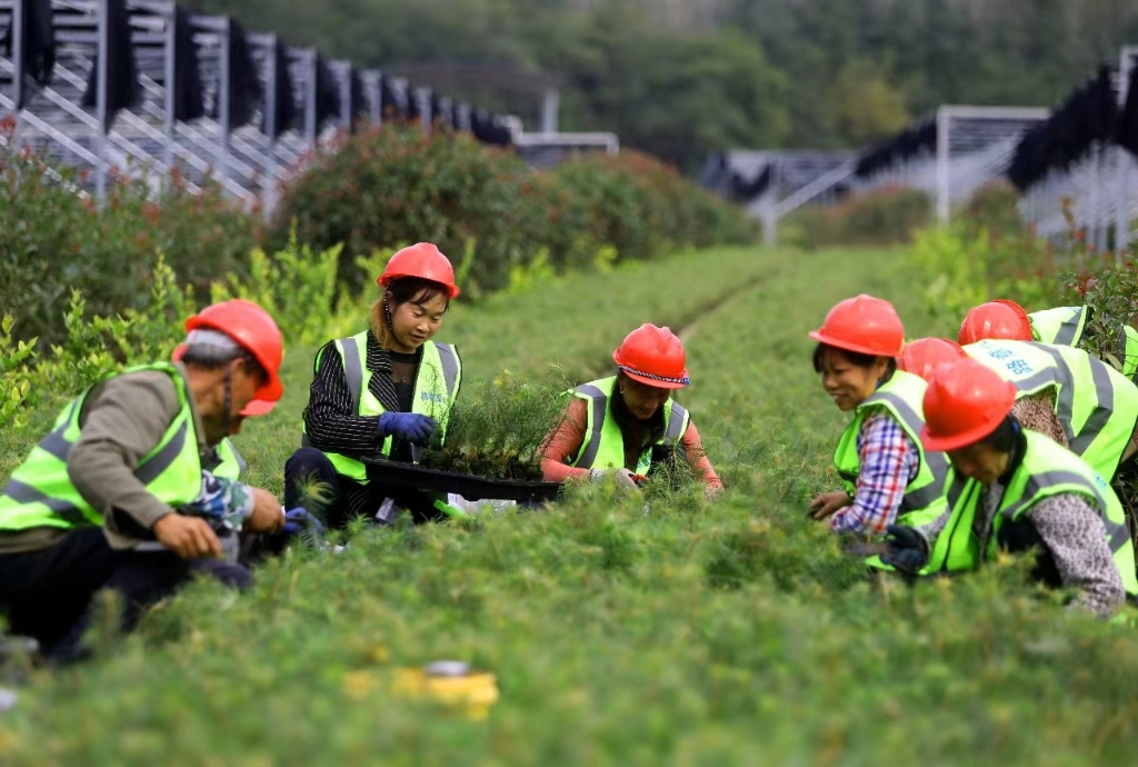 重庆高速集团通力公司梁平苗木基地，工人们正在起苗。重庆高速集团供图