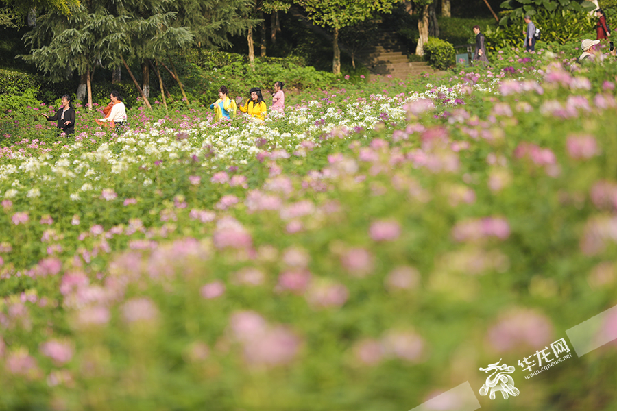 Flowers in the Wetland Flower Valley of Chongqing Garden Expo Park were in full bloom.