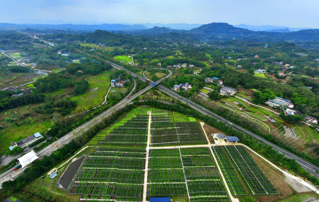 重庆高速集团利用高速公路沿线闲置土地，在多地打造现代化苗木基地。重庆高速集团供图