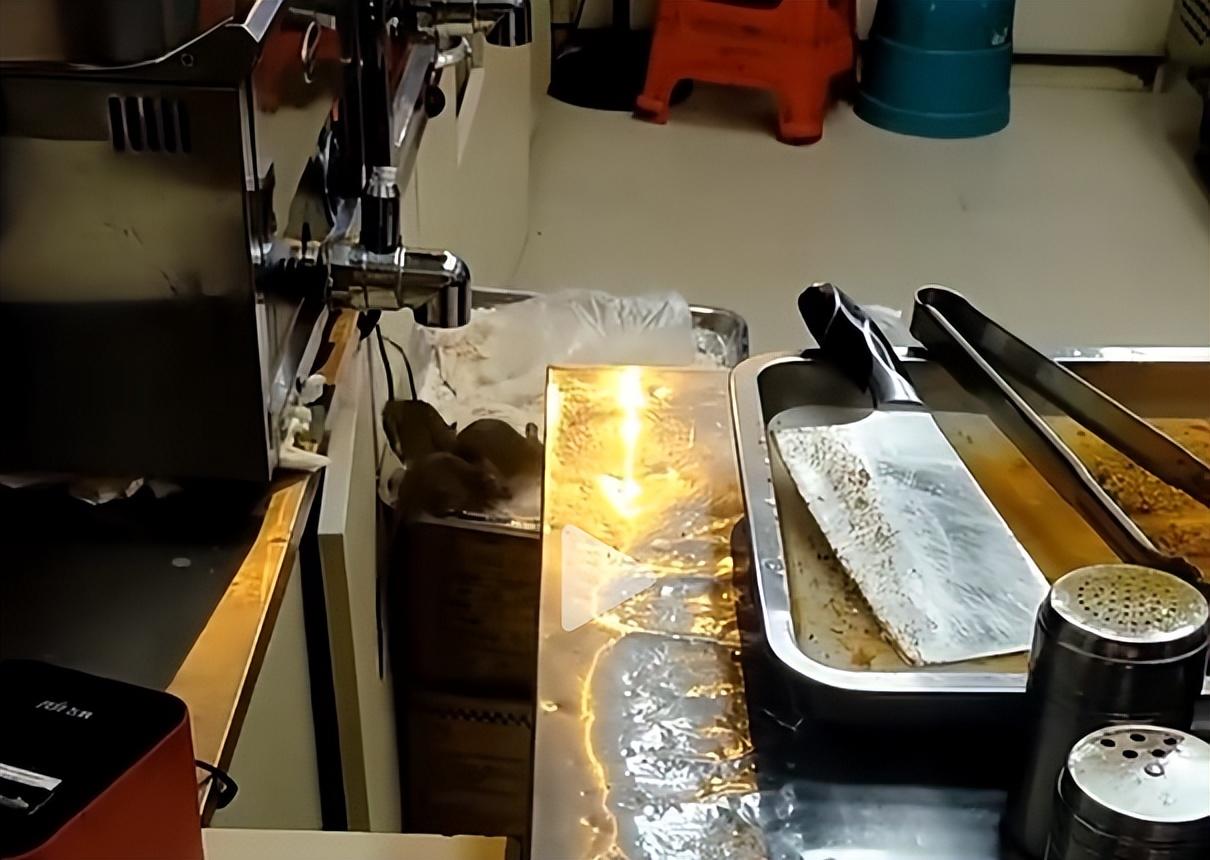 张家界永定区一鸡排店操作间老鼠出没？官方通报：查封并立案