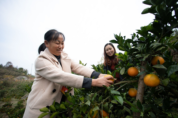代表们在果园帮助果农采摘脐橙。通讯员 胡程摄