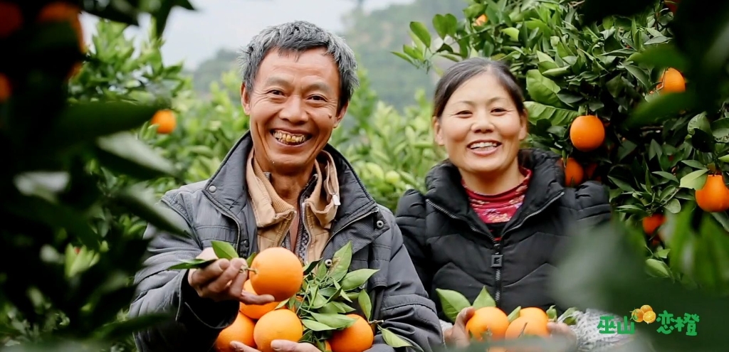 恋橙为巫山当地百姓带来致富路。 巫山县果业发展中心供图