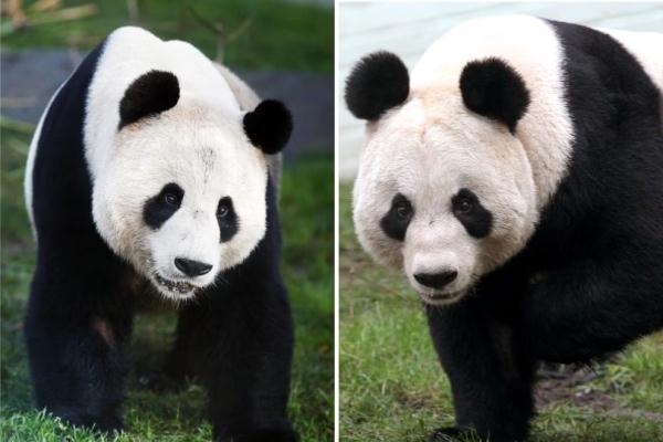 旅英大熊猫“阳光”“甜甜”将回国,外交部:已做好准备工作