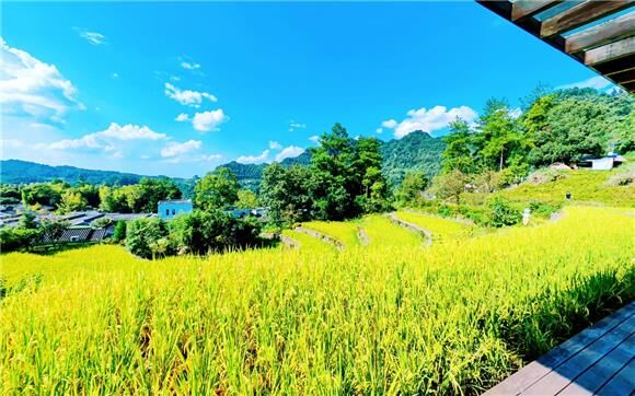 横山稻谷熟了。綦江旅游度假区供图