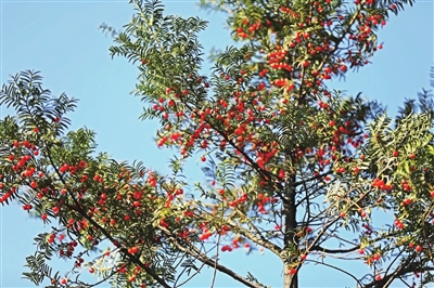 The fruit of Chinese yew has ripened. (Photographed by Zhao Yong)
